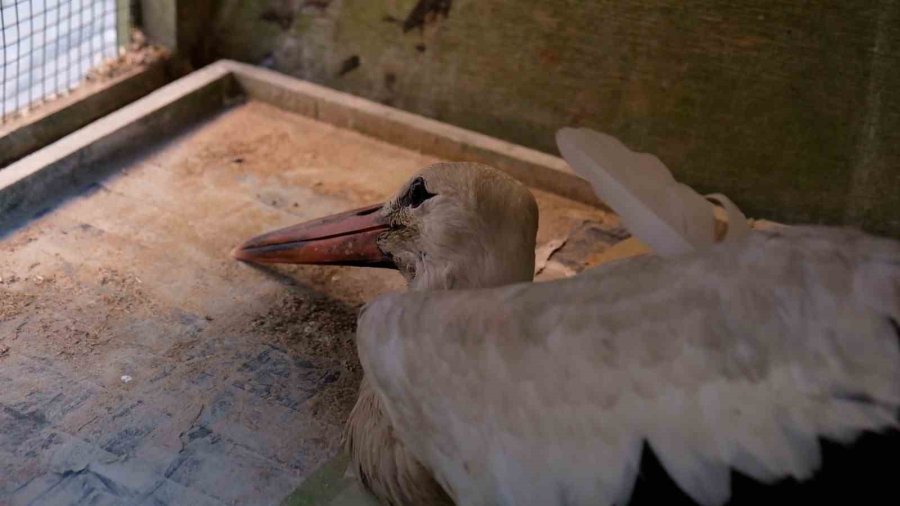 Yol Kenarında Bulunan Yaralı Leylek Koruma Altına Alındı