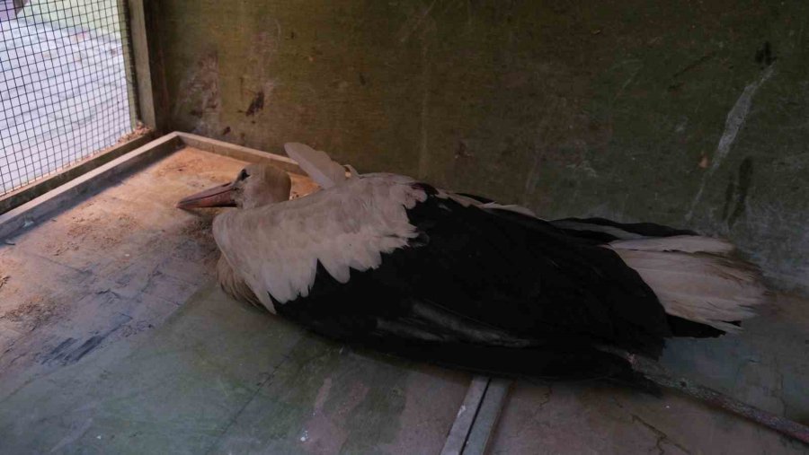 Yol Kenarında Bulunan Yaralı Leylek Koruma Altına Alındı