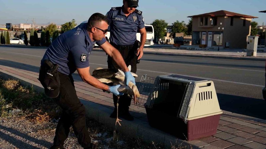 Yol Kenarında Bulunan Yaralı Leylek Koruma Altına Alındı