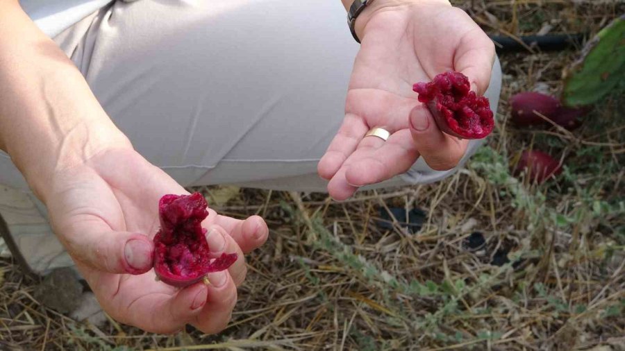 Bahçeyi Kurarken Alay Konusu Oldular, Şimdi 10 Ton Ürünün Tamamını Yurt Dışına Veriyorlar