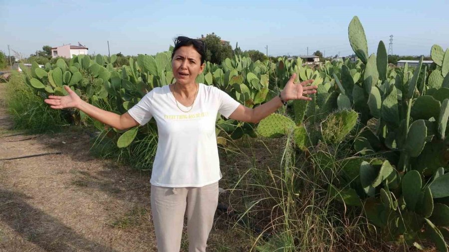 Bahçeyi Kurarken Alay Konusu Oldular, Şimdi 10 Ton Ürünün Tamamını Yurt Dışına Veriyorlar