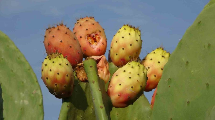 Bahçeyi Kurarken Alay Konusu Oldular, Şimdi 10 Ton Ürünün Tamamını Yurt Dışına Veriyorlar