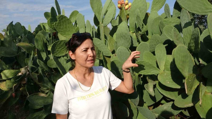 Bahçeyi Kurarken Alay Konusu Oldular, Şimdi 10 Ton Ürünün Tamamını Yurt Dışına Veriyorlar
