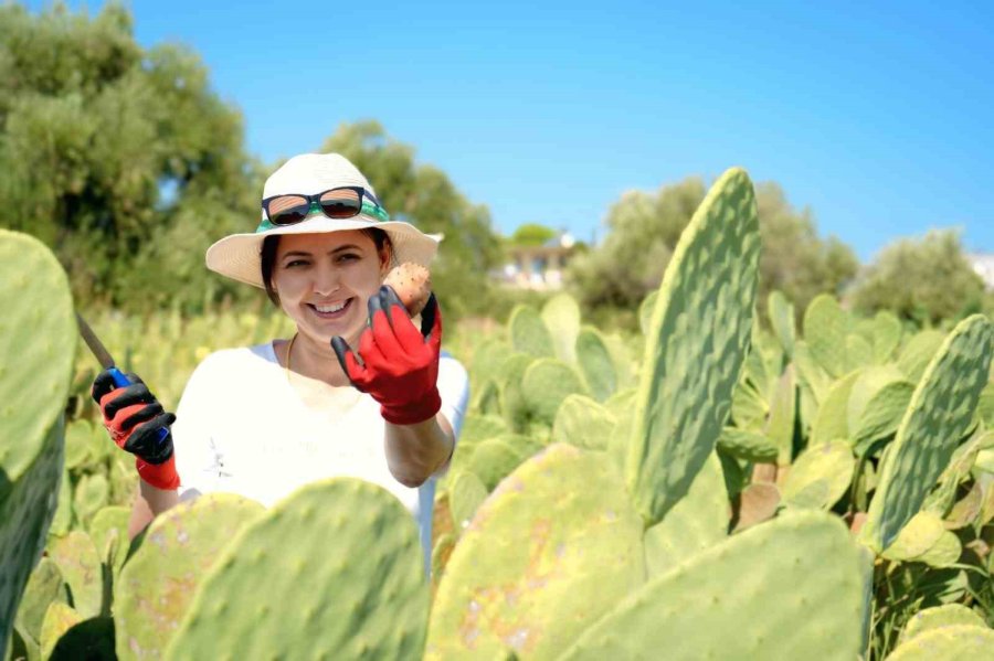 Bahçeyi Kurarken Alay Konusu Oldular, Şimdi 10 Ton Ürünün Tamamını Yurt Dışına Veriyorlar