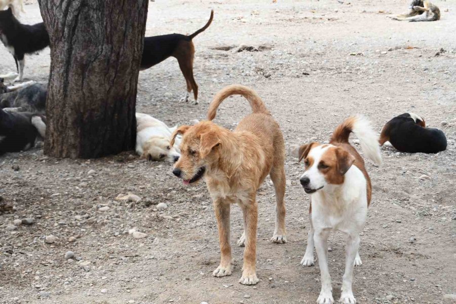 Kemer’de 27 Köpek Ve 122 Kedi Kısırlaştırıldı