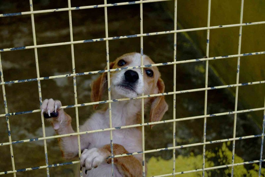 Kemer’de 27 Köpek Ve 122 Kedi Kısırlaştırıldı