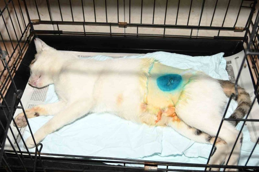 Kemer’de 27 Köpek Ve 122 Kedi Kısırlaştırıldı