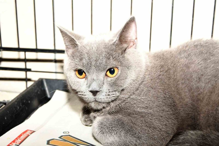 Kemer’de 27 Köpek Ve 122 Kedi Kısırlaştırıldı