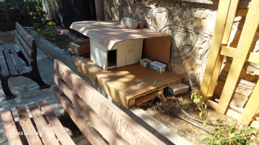 Mahalleli Ve Cami Cemaatinin Baktığı Kedilerin Evlerini Çöpe Attılar