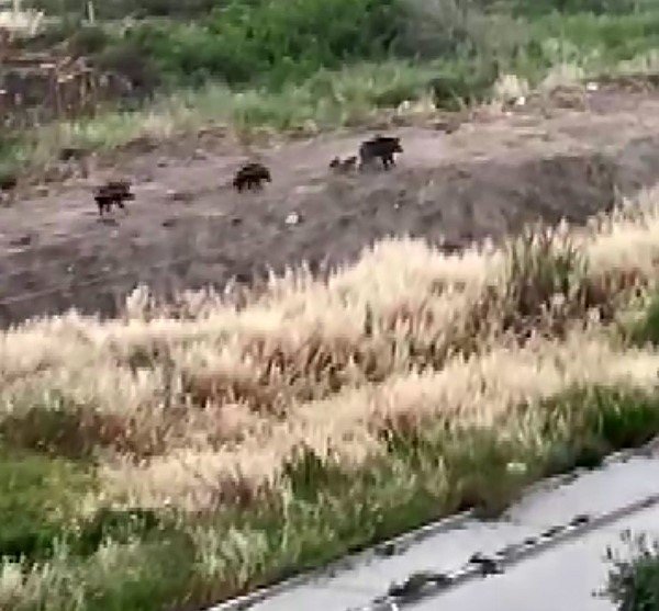 Mersin’de Domuz Sürüsü Köpeği Kovaladı: O Anlar Kamerada