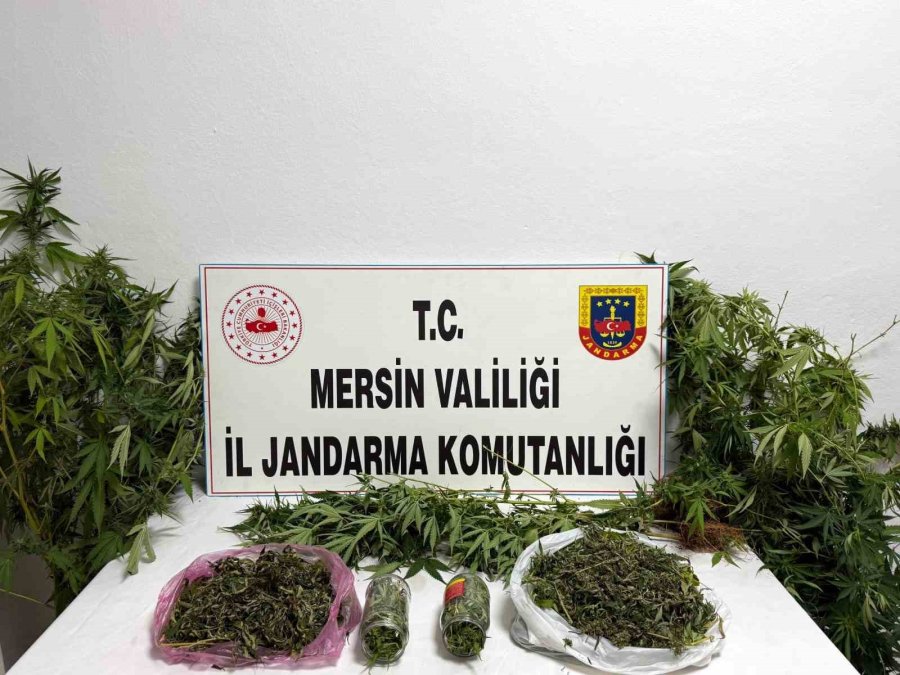 Uyuşturucuyu Saksılara Ekip Evinin Çevresine Yerleştirmiş