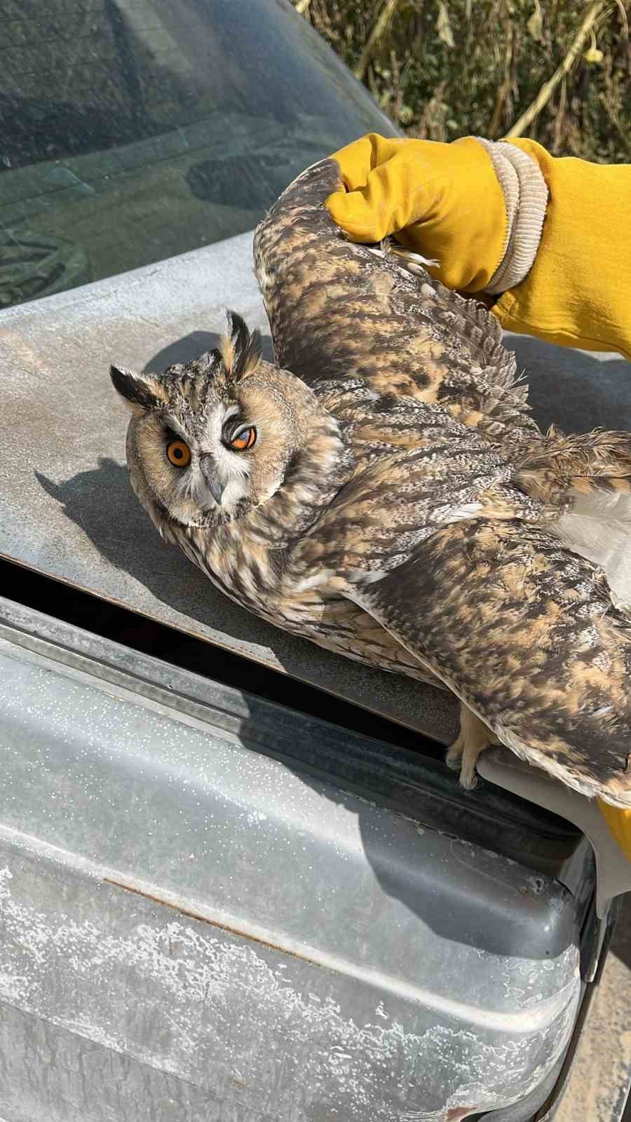 Karapınar’da Tarlada Bulunan Yaralı Kulaklı Baykuş Kurtarıldı
