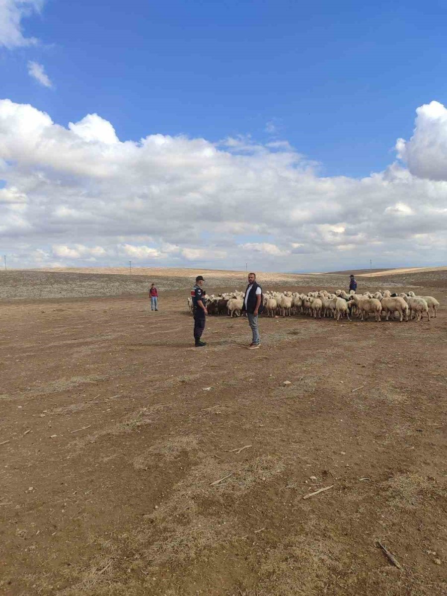 Kayıp Küçükbaş Hayvanları Jandarma Buldu
