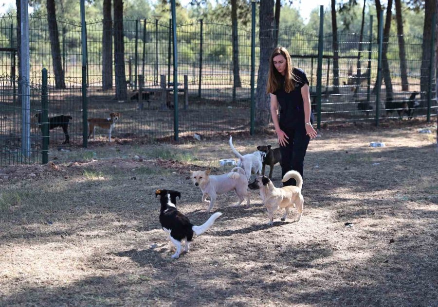 Antalya’da Sokak Hayvanlarına 7/24 Bakım Ve Rehabilitasyon