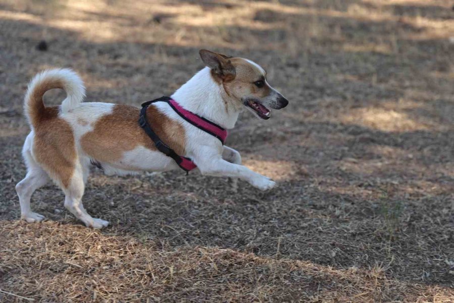 Antalya’da Sokak Hayvanlarına 7/24 Bakım Ve Rehabilitasyon