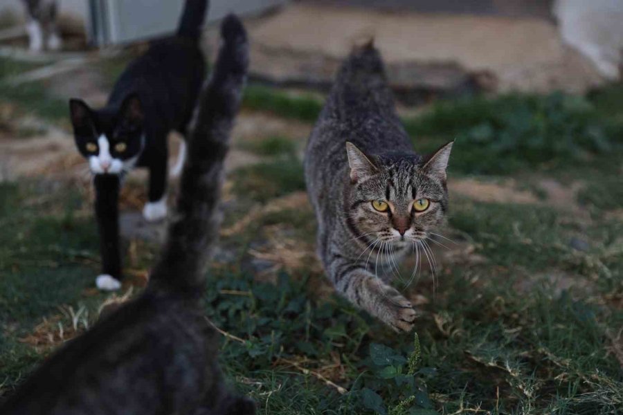 Antalya’da Sokak Hayvanlarına 7/24 Bakım Ve Rehabilitasyon