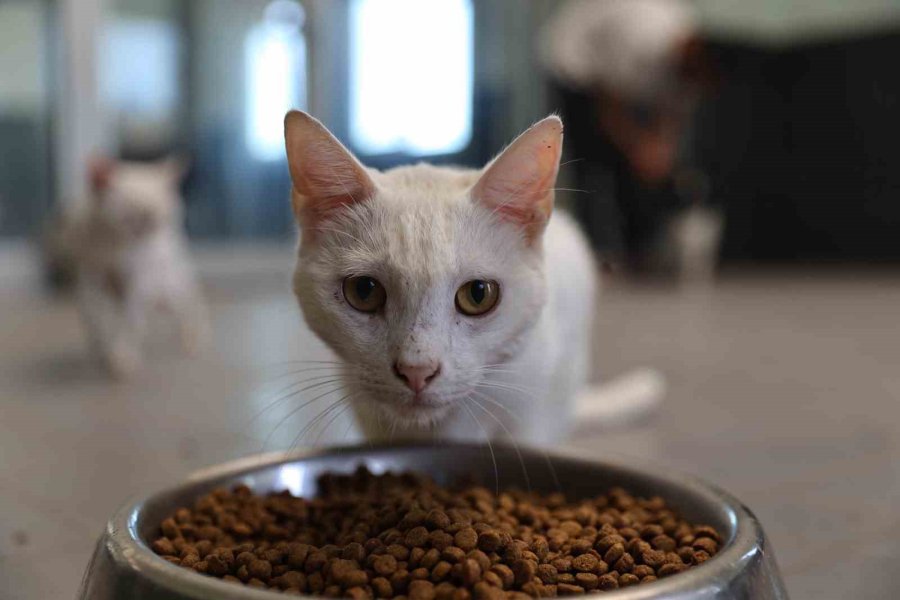 Antalya’da Sokak Hayvanlarına 7/24 Bakım Ve Rehabilitasyon