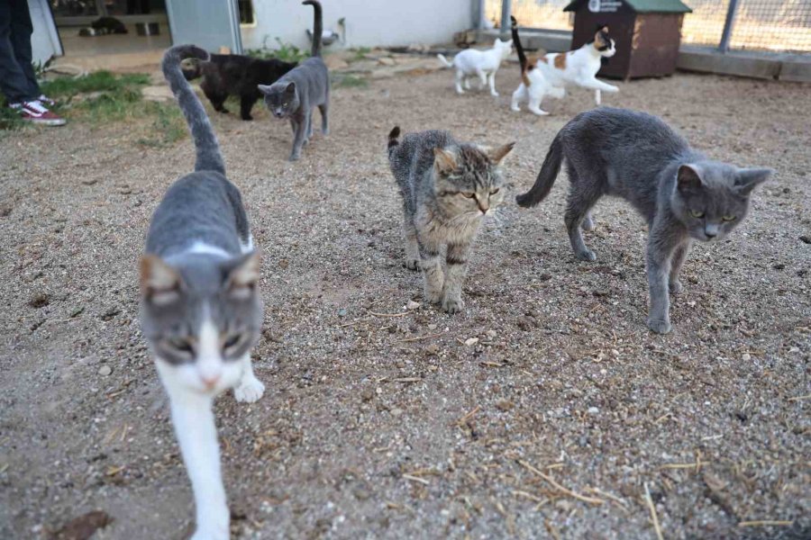 Antalya’da Sokak Hayvanlarına 7/24 Bakım Ve Rehabilitasyon