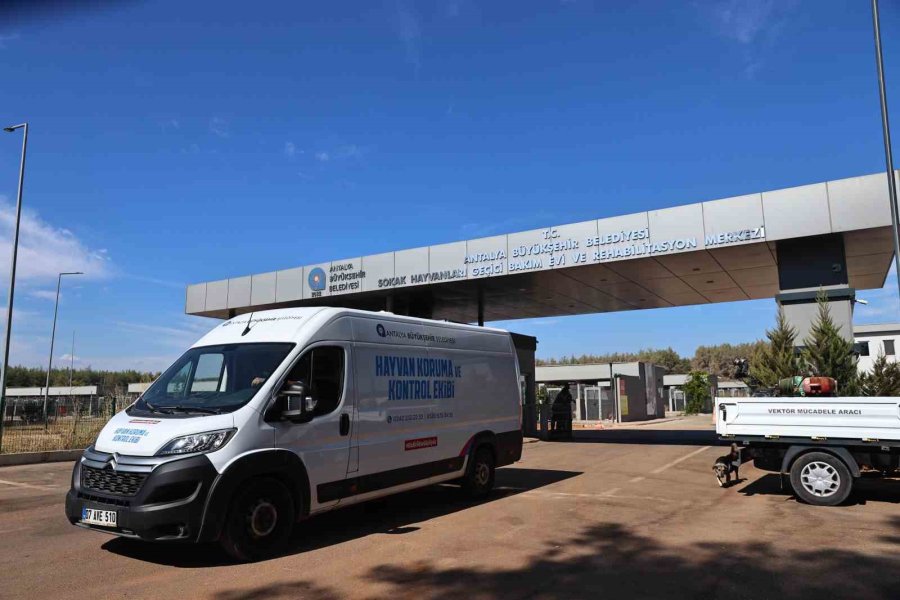 Antalya’da Sokak Hayvanlarına 7/24 Bakım Ve Rehabilitasyon