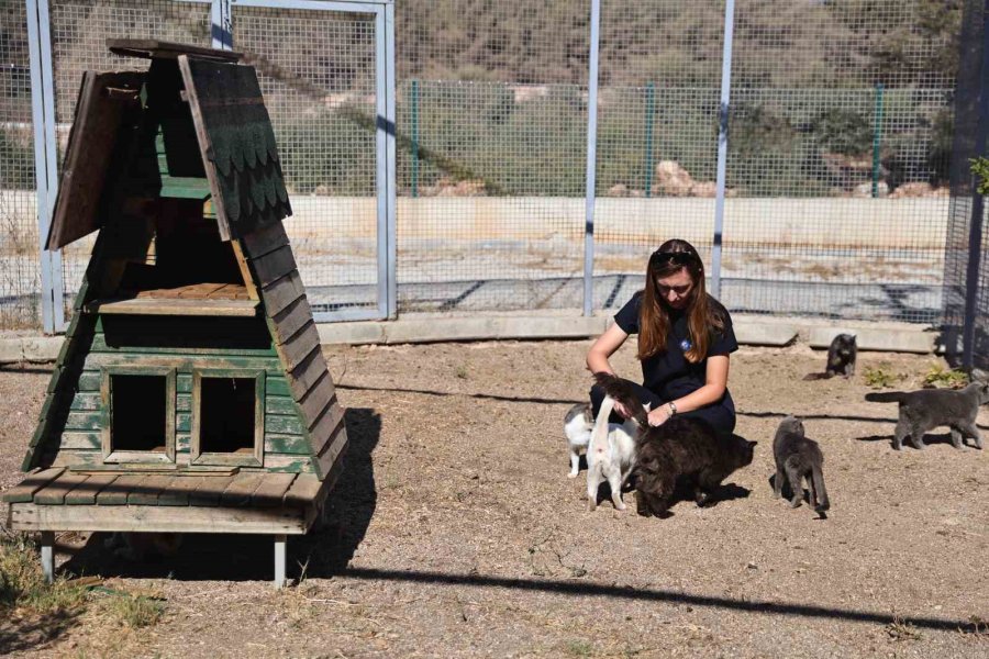 Antalya’da Sokak Hayvanlarına 7/24 Bakım Ve Rehabilitasyon