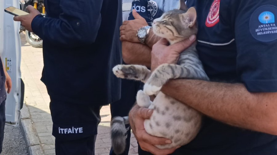 Yangında Telef Olduğu Sanılan Kedi Dolabın Arkasında Saklanırken Bulundu
