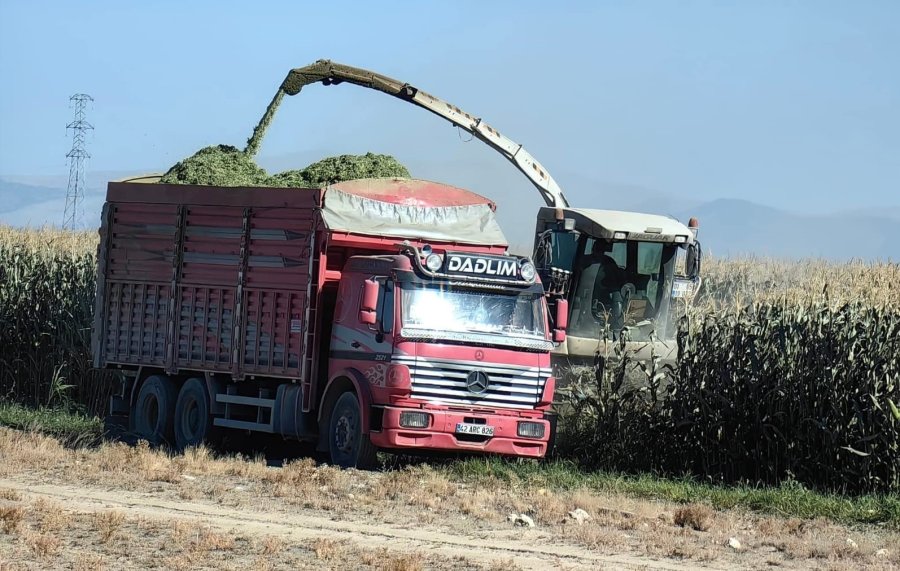 Karapınar’da Mısır Hasadı Başladı