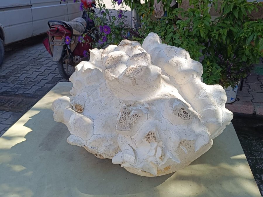 Konya’da 19 Kiloluk Dev Mantar Bulundu