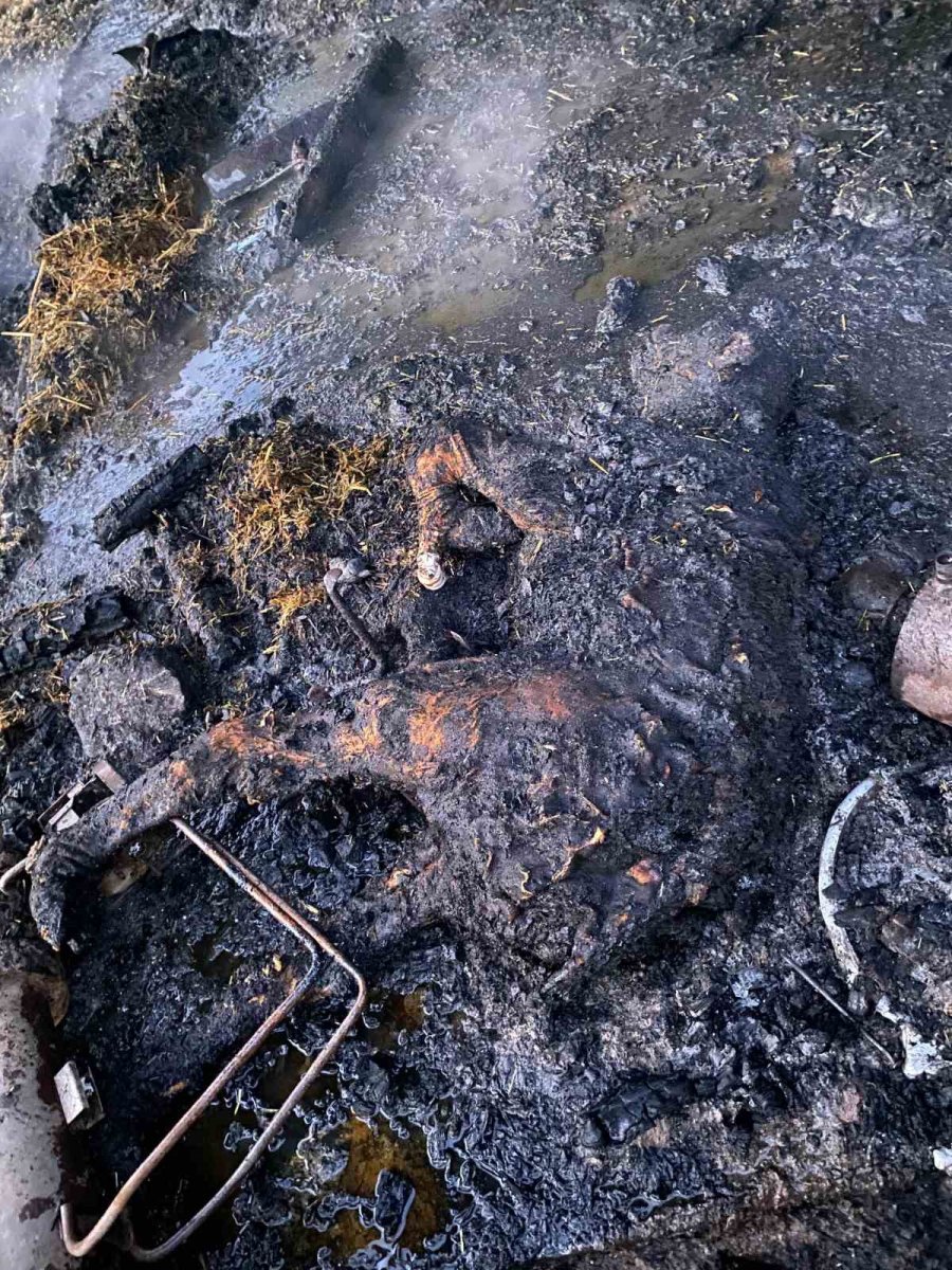 Ahırda Yangınında 1 Buzağı Telef Oldu