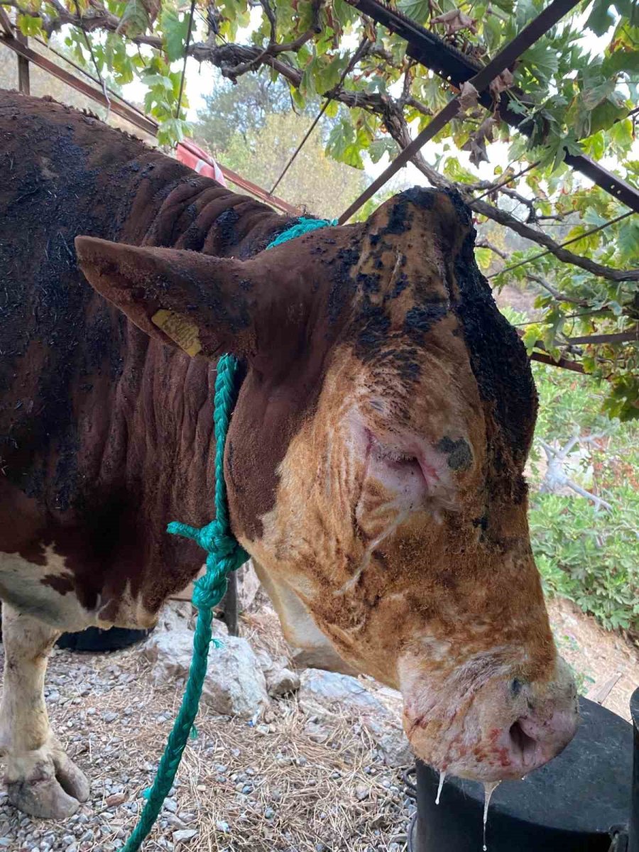 Ahırda Yangınında 1 Buzağı Telef Oldu