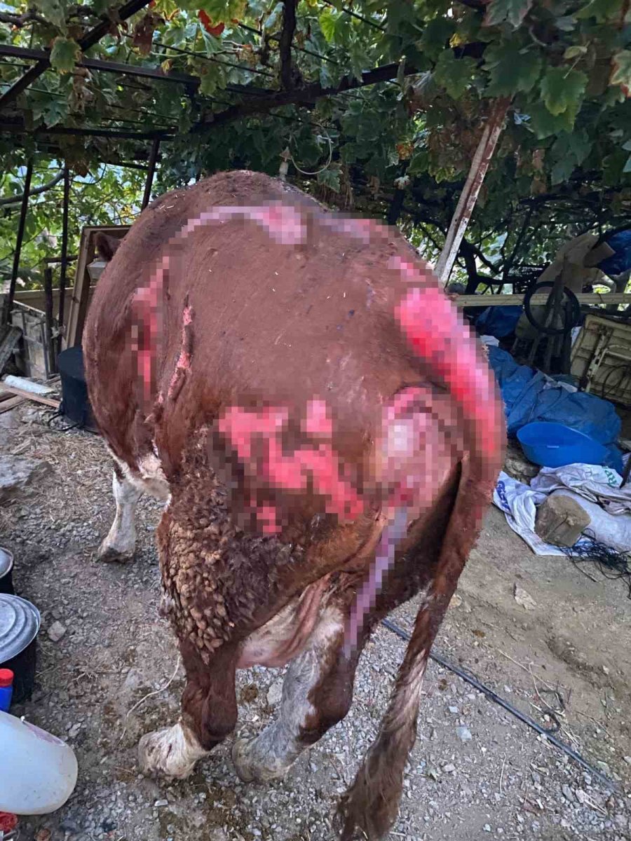 Ahırda Yangınında 1 Buzağı Telef Oldu