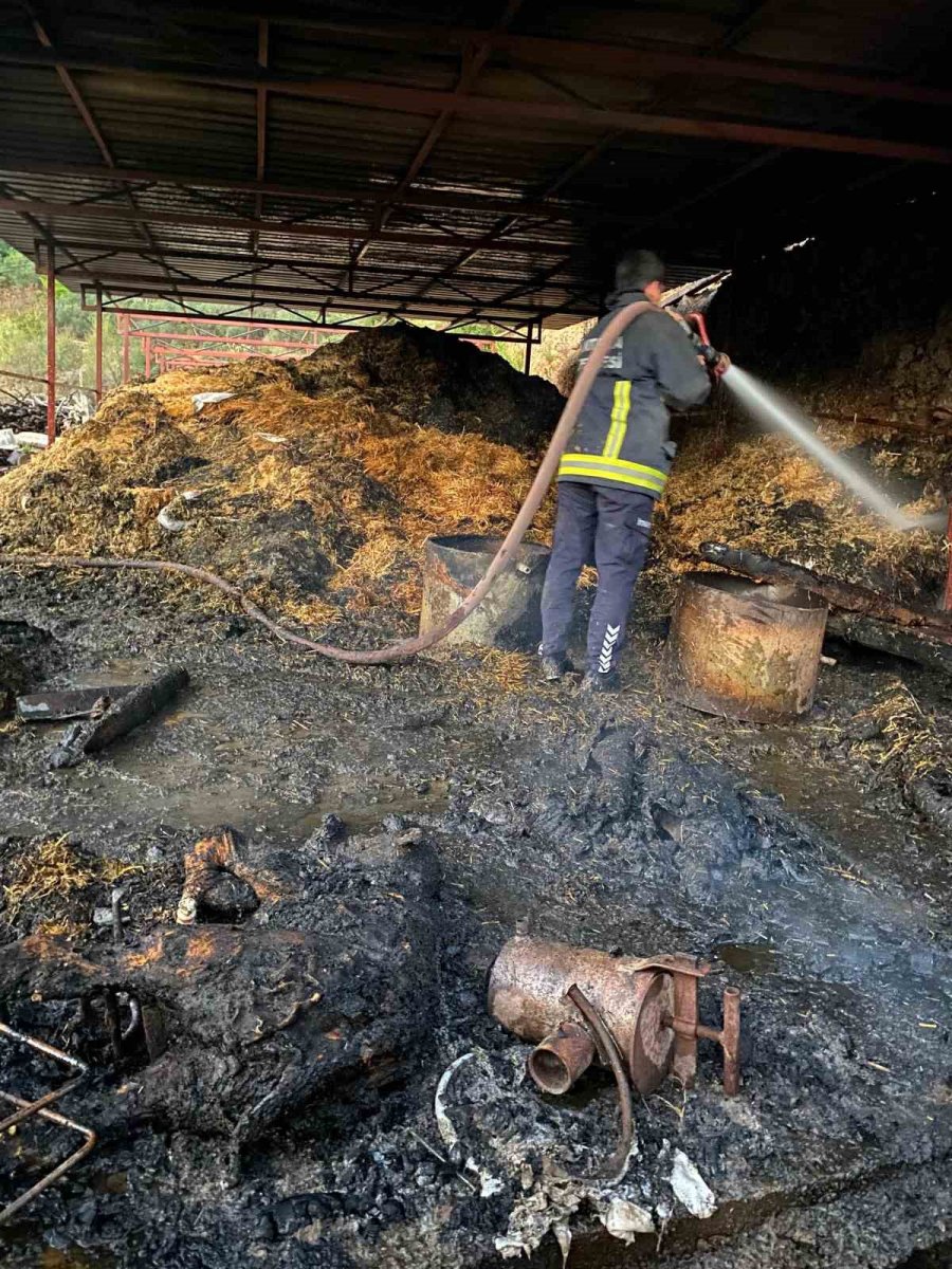 Ahırda Yangınında 1 Buzağı Telef Oldu