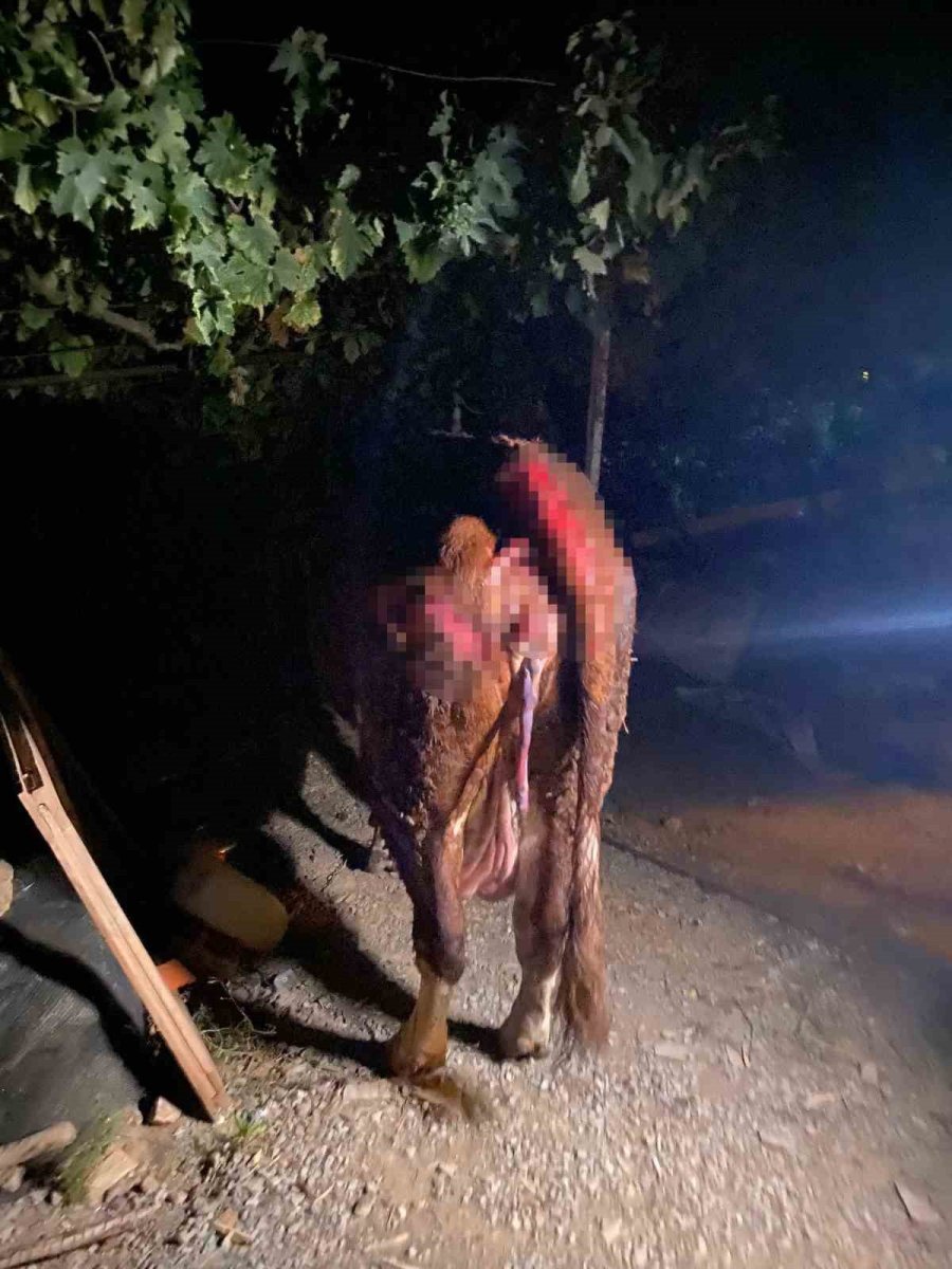 Ahırda Yangınında 1 Buzağı Telef Oldu