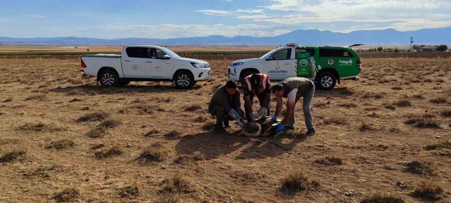 Karaman’da Yaralı Pelikanlar Koruma Altına Alındı