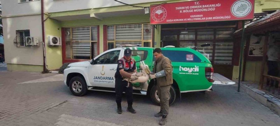 Karaman’da Yaralı Pelikanlar Koruma Altına Alındı