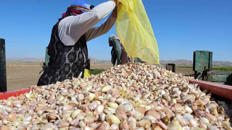 Aksaray’dan Yurt Dışına Gönderilecek Organik Sarımsakların Ekimi Başladı