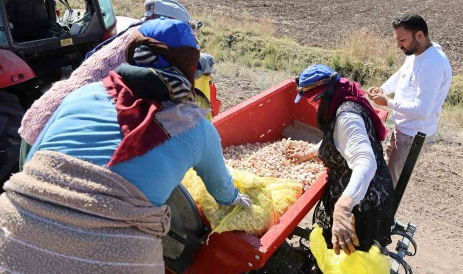 Aksaray’dan Yurt Dışına Gönderilecek Organik Sarımsakların Ekimi Başladı