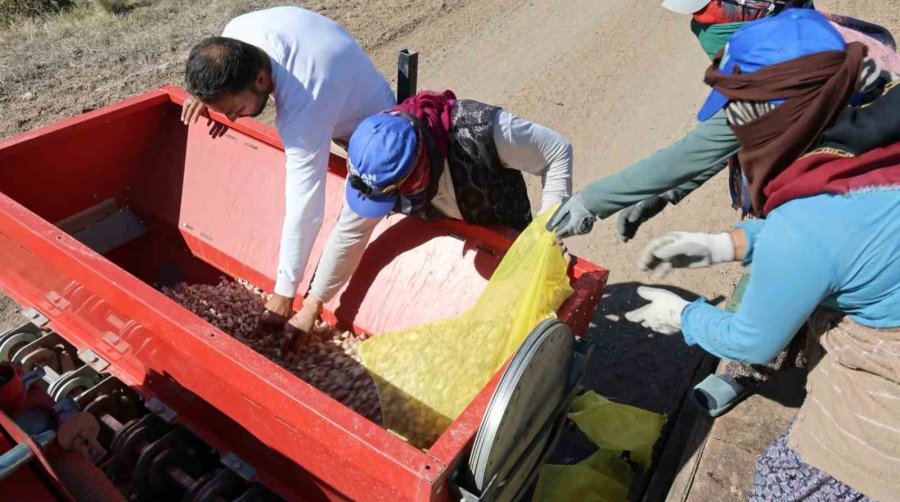 Aksaray’dan Yurt Dışına Gönderilecek Organik Sarımsakların Ekimi Başladı
