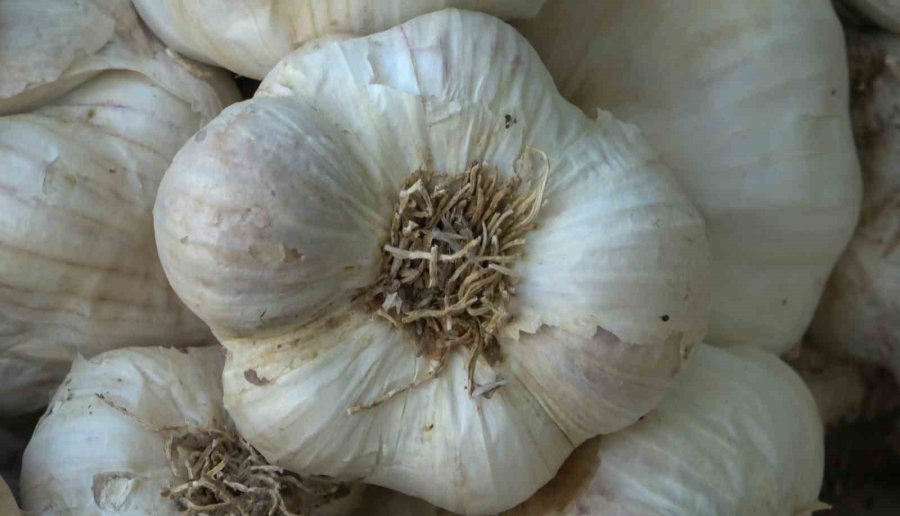 Aksaray’dan Yurt Dışına Gönderilecek Organik Sarımsakların Ekimi Başladı