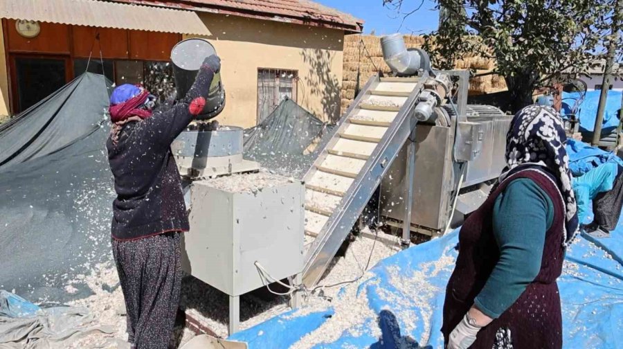 Aksaray’dan Yurt Dışına Gönderilecek Organik Sarımsakların Ekimi Başladı
