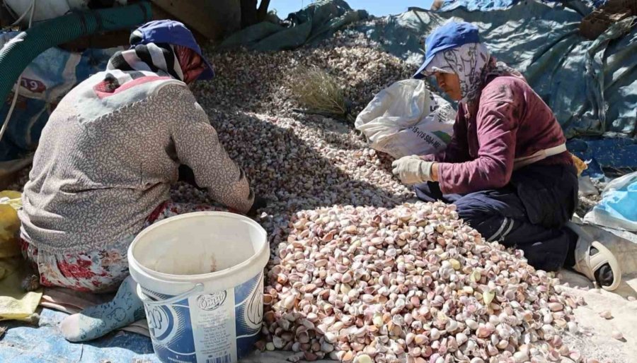 Aksaray’dan Yurt Dışına Gönderilecek Organik Sarımsakların Ekimi Başladı