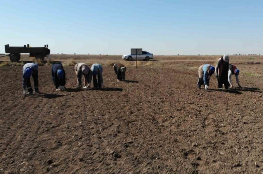 Aksaray’dan Yurt Dışına Gönderilecek Organik Sarımsakların Ekimi Başladı