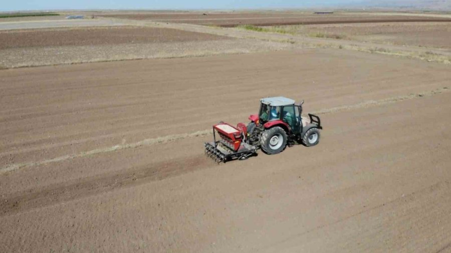 Aksaray’dan Yurt Dışına Gönderilecek Organik Sarımsakların Ekimi Başladı