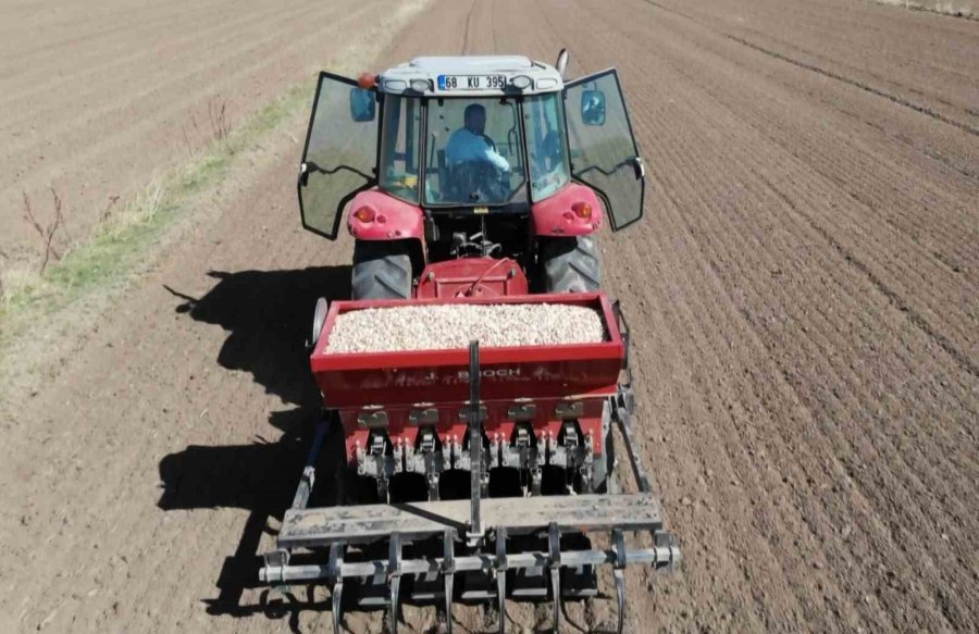 Aksaray’dan Yurt Dışına Gönderilecek Organik Sarımsakların Ekimi Başladı