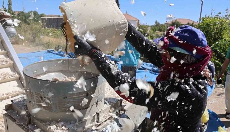 Aksaray’dan Yurt Dışına Gönderilecek Organik Sarımsakların Ekimi Başladı