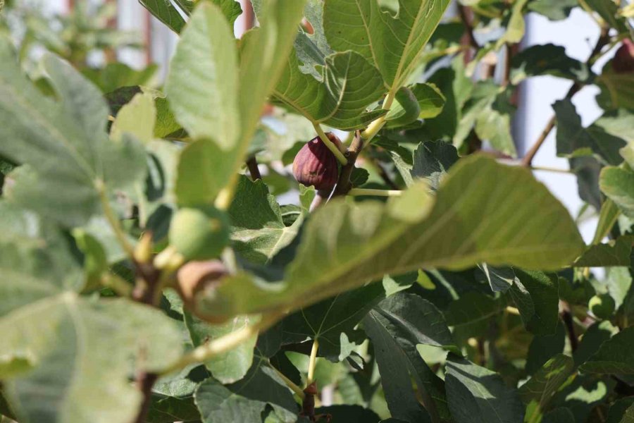 Konya’da Yetişmesi Zor Bilinen İnciri Apartman Bahçesinde Yetiştirdi