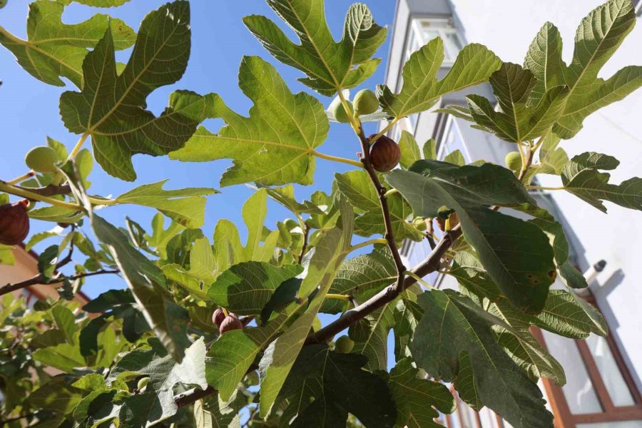 Konya’da Yetişmesi Zor Bilinen İnciri Apartman Bahçesinde Yetiştirdi