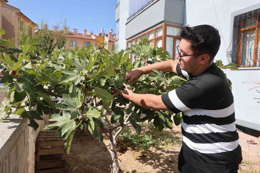 Konya’da Yetişmesi Zor Bilinen İnciri Apartman Bahçesinde Yetiştirdi