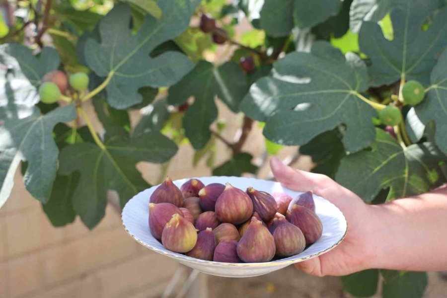 Konya’da Yetişmesi Zor Bilinen İnciri Apartman Bahçesinde Yetiştirdi