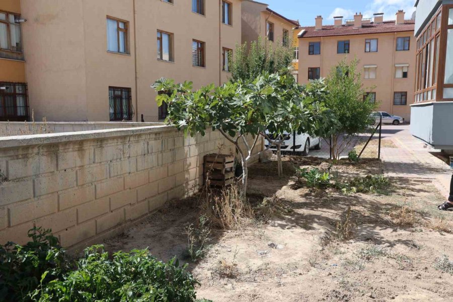 Konya’da Yetişmesi Zor Bilinen İnciri Apartman Bahçesinde Yetiştirdi