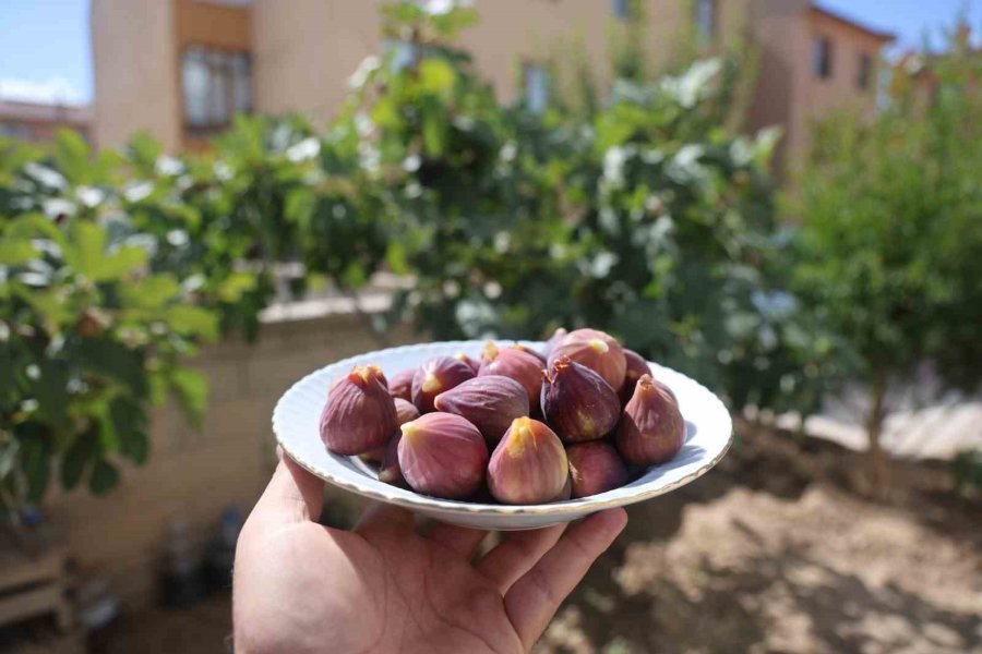 Konya’da Yetişmesi Zor Bilinen İnciri Apartman Bahçesinde Yetiştirdi